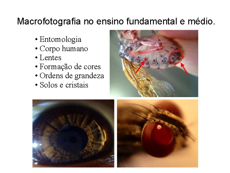 Macrofotografia no ensino fundamental e médio. • Entomologia • Corpo humano • Lentes •