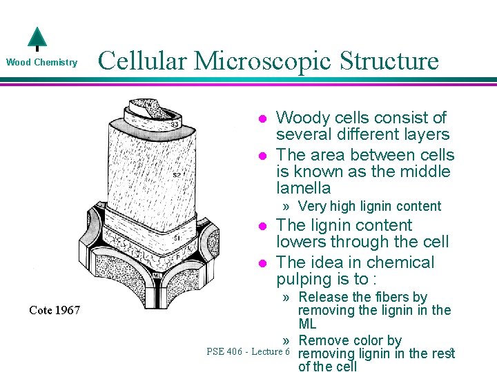 Wood Chemistry Cellular Microscopic Structure l l Woody cells consist of several different layers