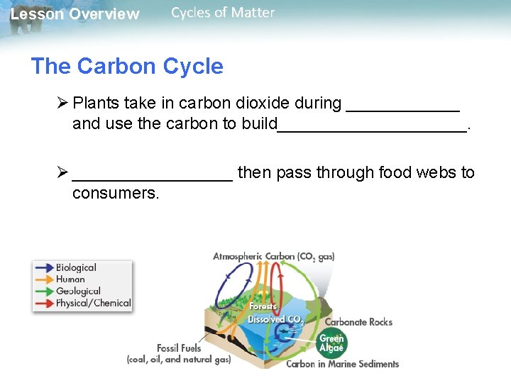 Lesson Overview Cycles of Matter The Carbon Cycle Ø Plants take in carbon dioxide