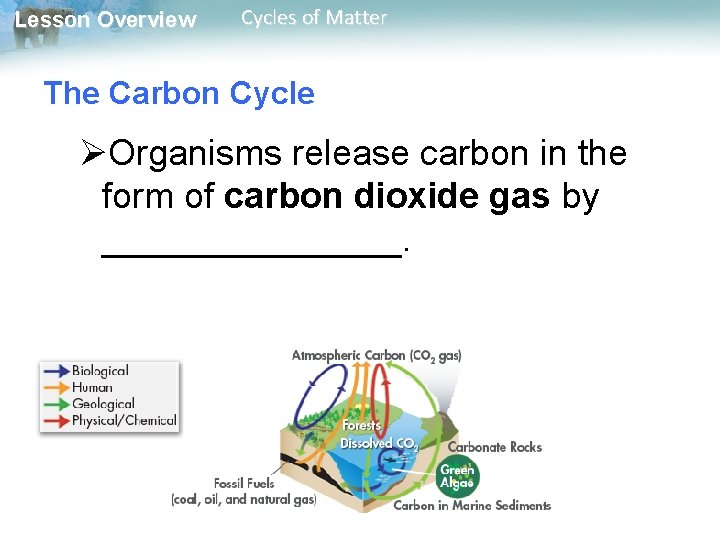 Lesson Overview Cycles of Matter The Carbon Cycle ØOrganisms release carbon in the form