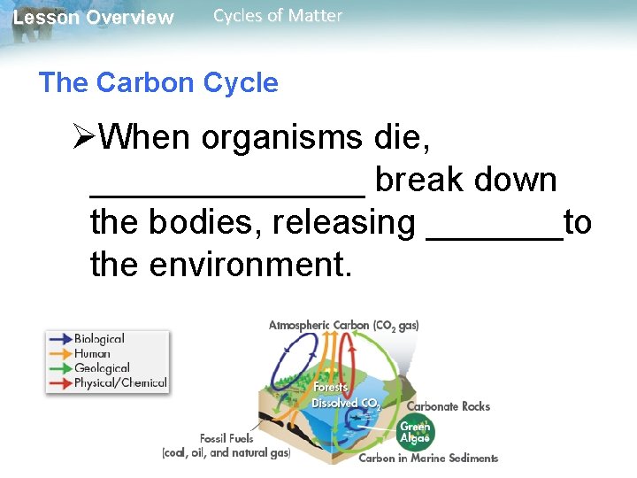 Lesson Overview Cycles of Matter The Carbon Cycle ØWhen organisms die, _______ break down