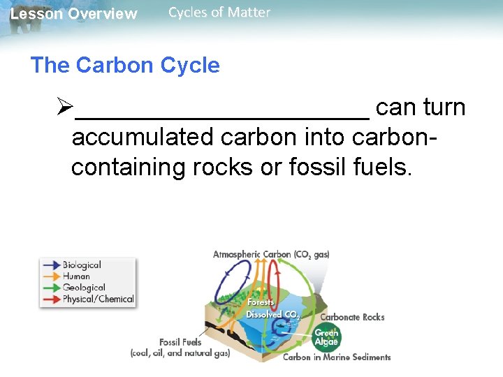 Lesson Overview Cycles of Matter The Carbon Cycle Ø___________ can turn accumulated carbon into