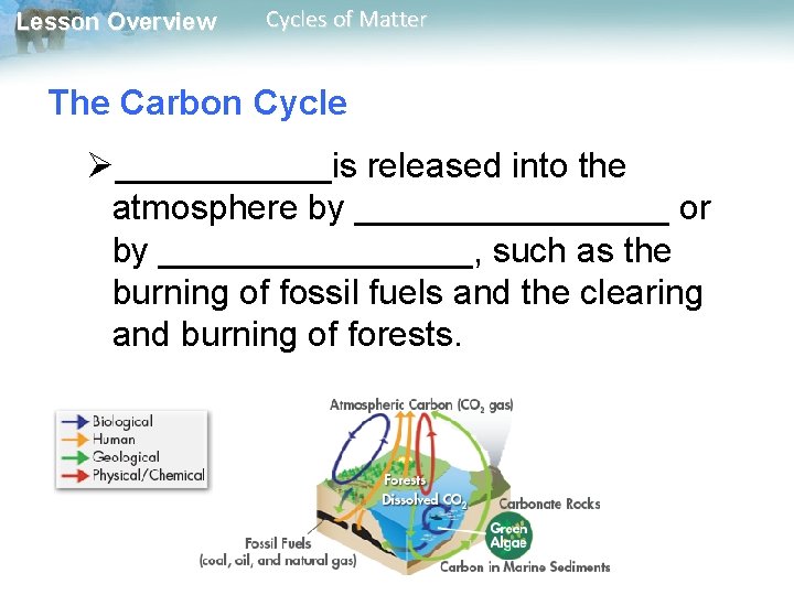 Lesson Overview Cycles of Matter The Carbon Cycle Ø______is released into the atmosphere by