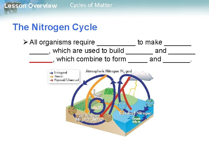 Lesson Overview Cycles of Matter The Nitrogen Cycle Ø All organisms require _____ to