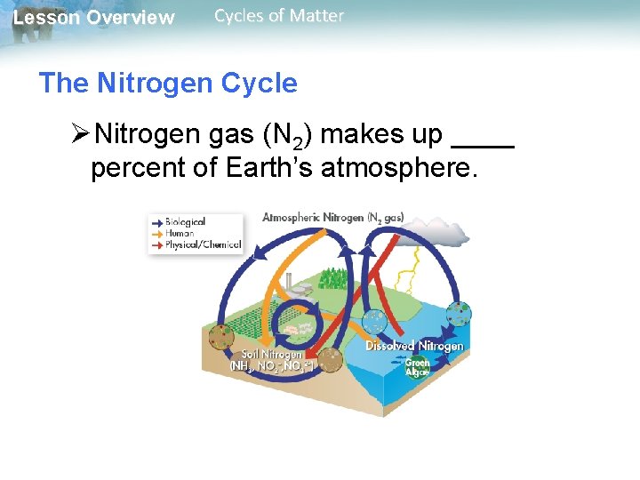 Lesson Overview Cycles of Matter The Nitrogen Cycle ØNitrogen gas (N 2) makes up