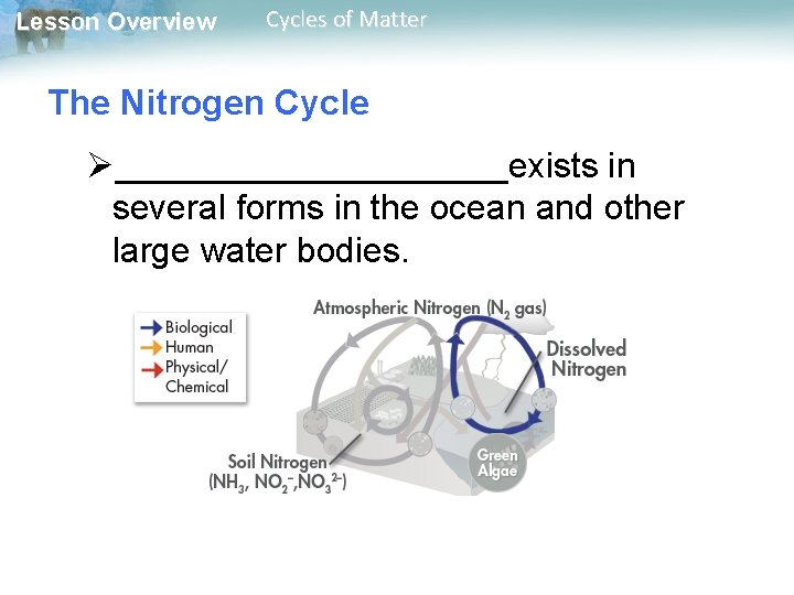 Lesson Overview Cycles of Matter The Nitrogen Cycle Ø__________exists in several forms in the
