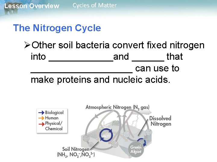 Lesson Overview Cycles of Matter The Nitrogen Cycle ØOther soil bacteria convert fixed nitrogen