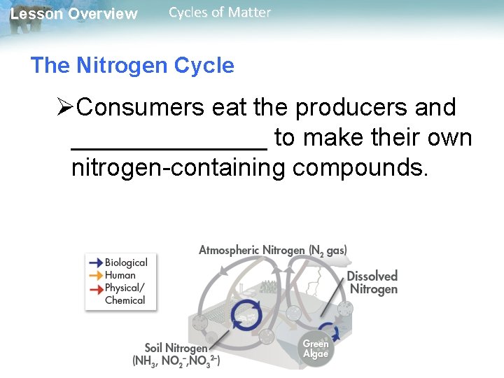 Lesson Overview Cycles of Matter The Nitrogen Cycle ØConsumers eat the producers and _______