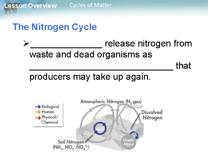 Lesson Overview Cycles of Matter The Nitrogen Cycle Ø_______ release nitrogen from waste and