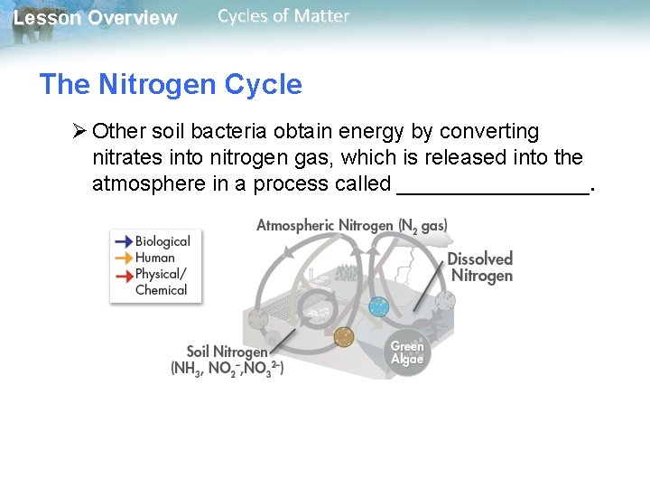 Lesson Overview Cycles of Matter The Nitrogen Cycle Ø Other soil bacteria obtain energy