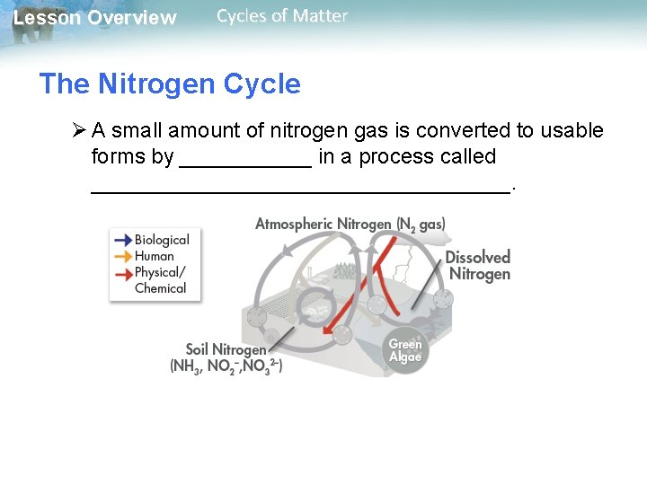 Lesson Overview Cycles of Matter The Nitrogen Cycle Ø A small amount of nitrogen