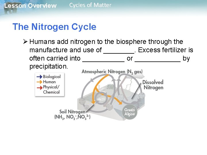 Lesson Overview Cycles of Matter The Nitrogen Cycle Ø Humans add nitrogen to the