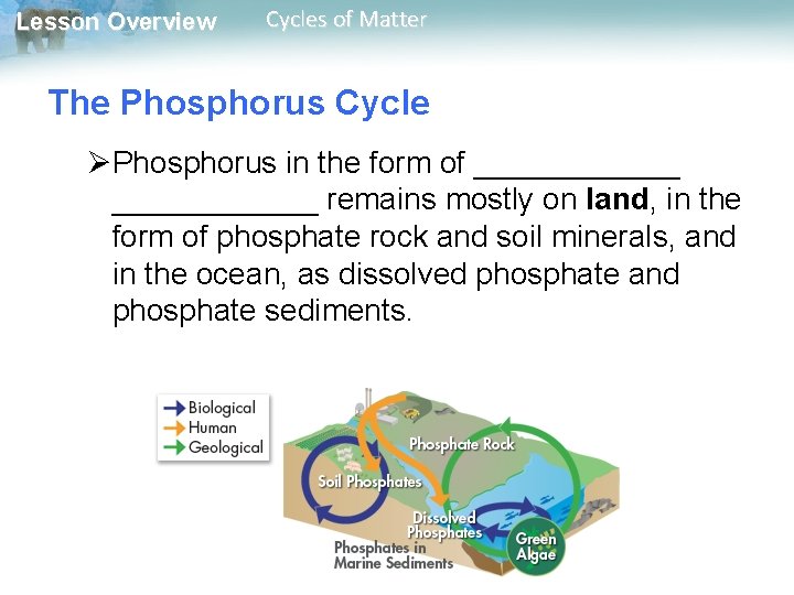 Lesson Overview Cycles of Matter The Phosphorus Cycle ØPhosphorus in the form of ____________