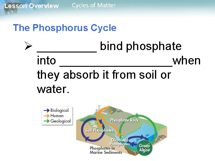 Lesson Overview Cycles of Matter The Phosphorus Cycle Ø _____ bind phosphate into _________when