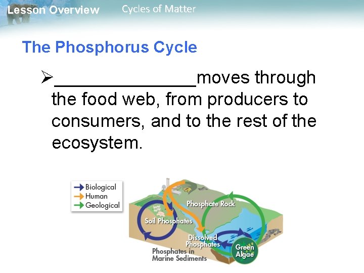 Lesson Overview Cycles of Matter The Phosphorus Cycle Ø_______moves through the food web, from