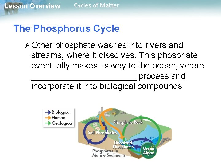 Lesson Overview Cycles of Matter The Phosphorus Cycle ØOther phosphate washes into rivers and