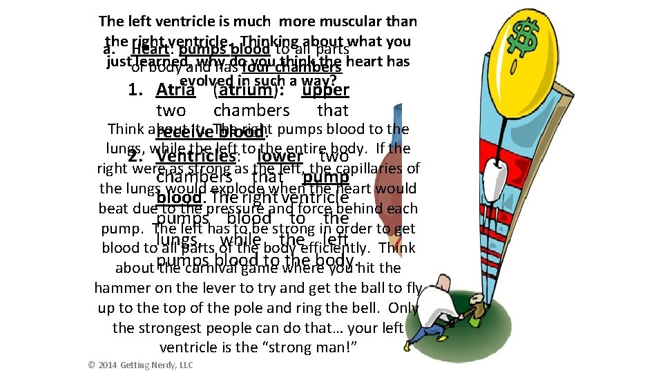 The left ventricle is much more muscular than the Heart: right ventricle. Thinking a.