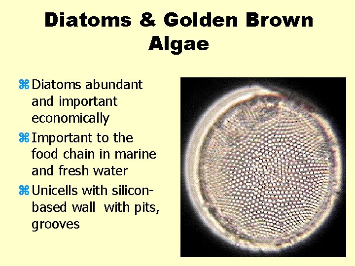 Diatoms & Golden Brown Algae z Diatoms abundant and important economically z Important to