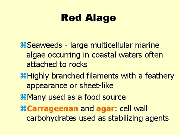 Red Alage z. Seaweeds - large multicellular marine algae occurring in coastal waters often