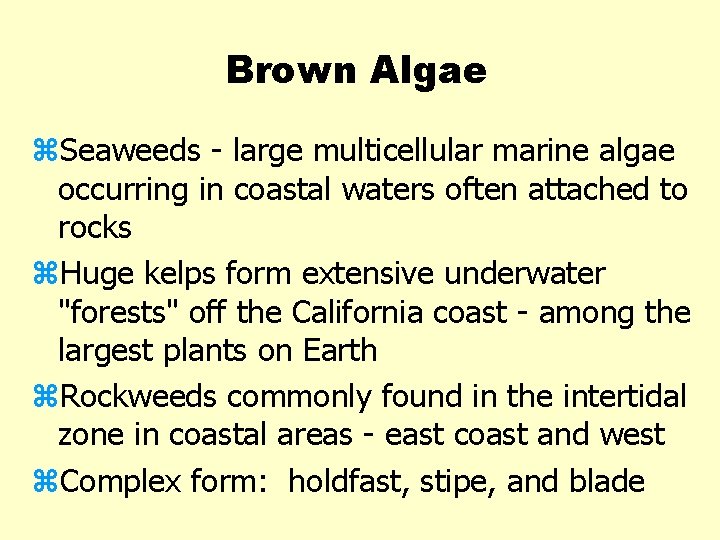 Brown Algae z. Seaweeds - large multicellular marine algae occurring in coastal waters often