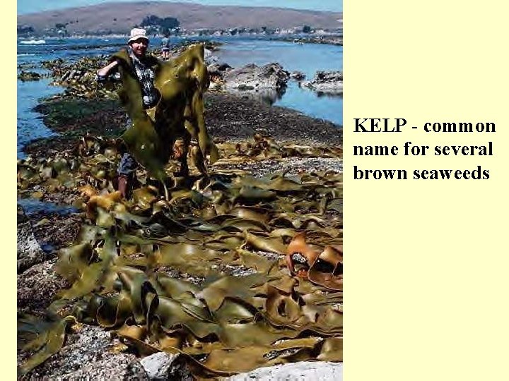 KELP - common name for several brown seaweeds 