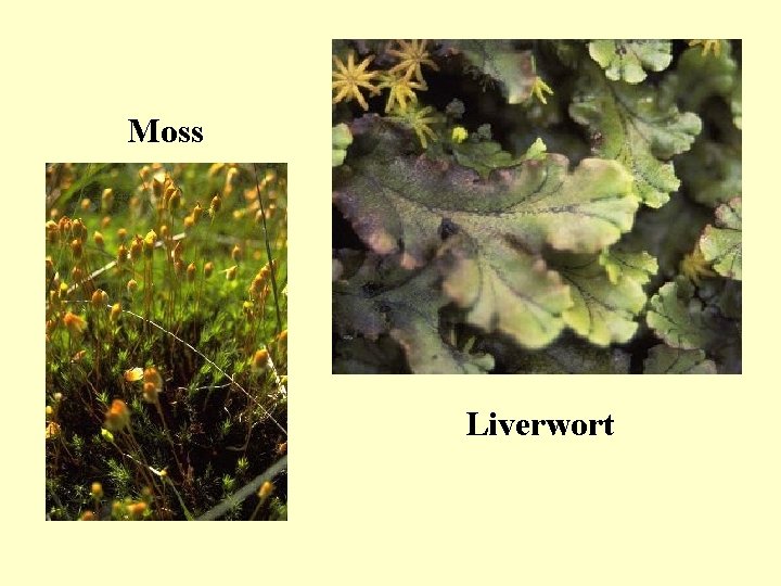 Moss Liverwort 