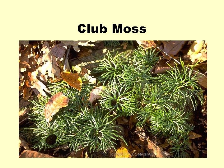Club Moss 