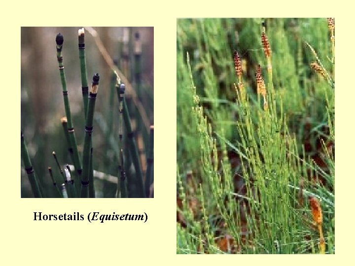 Horsetails (Equisetum) 