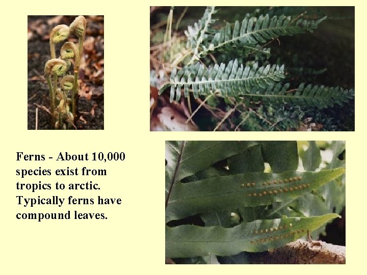 Ferns - About 10, 000 species exist from tropics to arctic. Typically ferns have