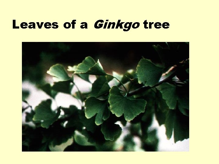Leaves of a Ginkgo tree 