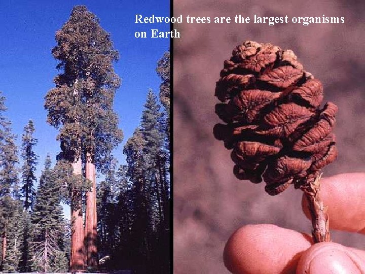Redwood trees are the largest organisms on Earth 