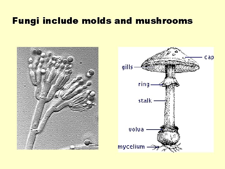 Fungi include molds and mushrooms 