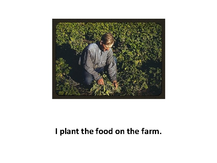 I plant the food on the farm. 