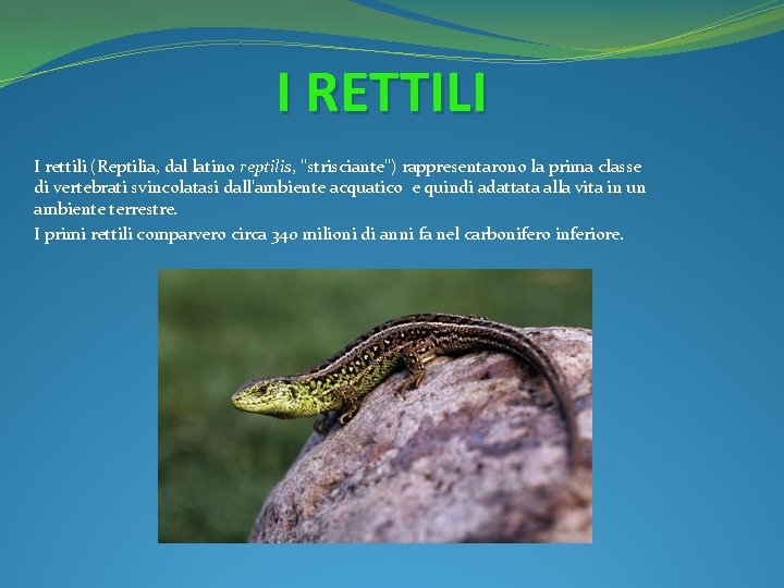 I RETTILI I rettili (Reptilia, dal latino reptilis, "strisciante") rappresentarono la prima classe di