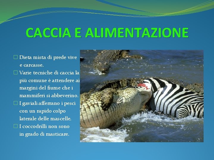 CACCIA E ALIMENTAZIONE � Dieta mista di prede vive e carcasse. � Varie tecniche