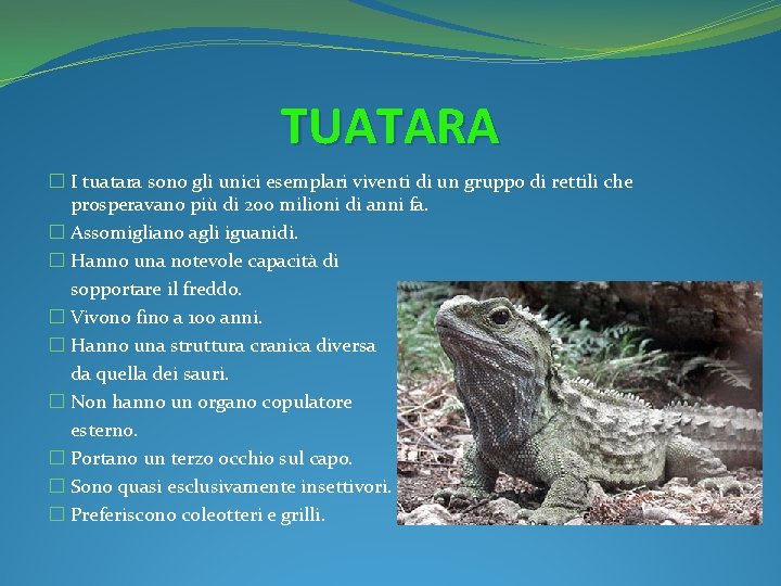 TUATARA � I tuatara sono gli unici esemplari viventi di un gruppo di rettili
