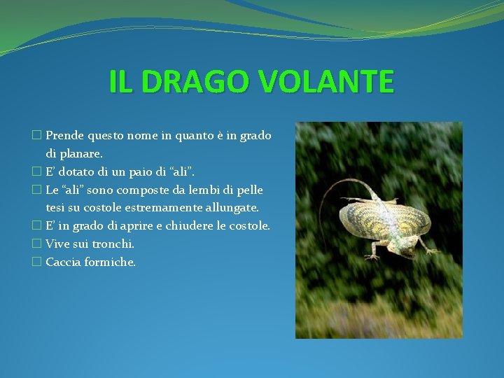 IL DRAGO VOLANTE � Prende questo nome in quanto è in grado di planare.