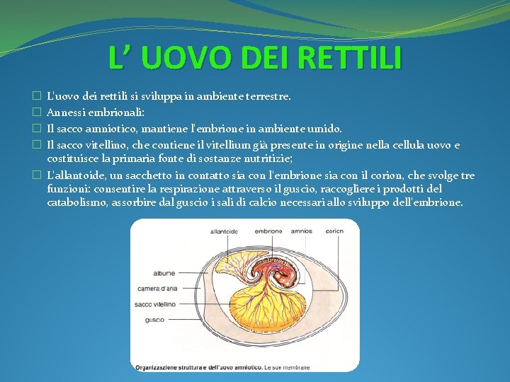 L’ UOVO DEI RETTILI L'uovo dei rettili si sviluppa in ambiente terrestre. Annessi embrionali: