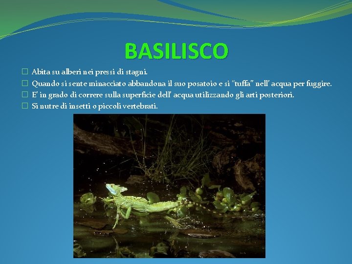 BASILISCO � � Abita su alberi nei pressi di stagni. Quando si sente minacciato