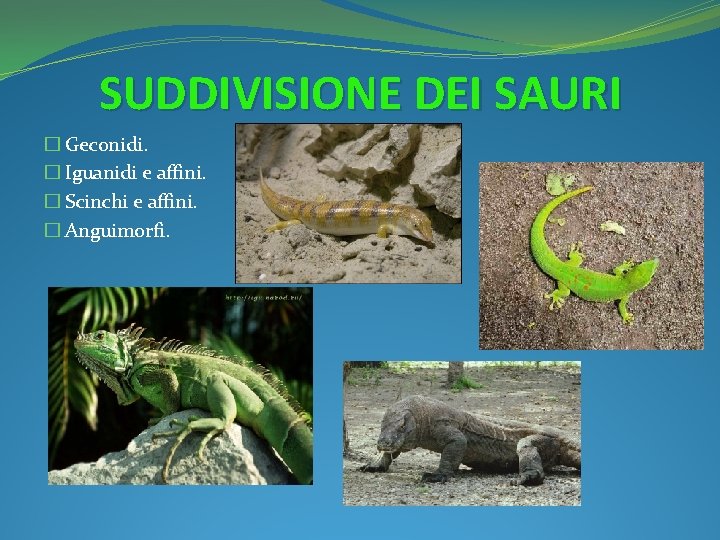 SUDDIVISIONE DEI SAURI � Geconidi. � Iguanidi e affini. � Scinchi e affini. �