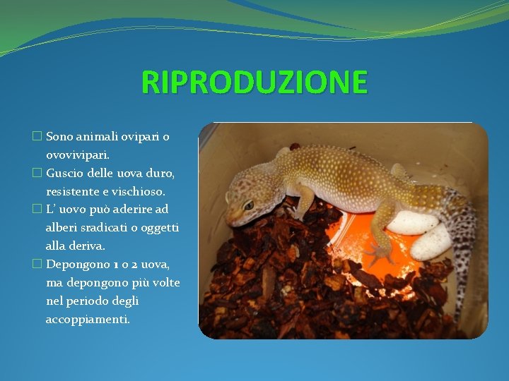 RIPRODUZIONE � Sono animali ovipari o ovovivipari. � Guscio delle uova duro, resistente e