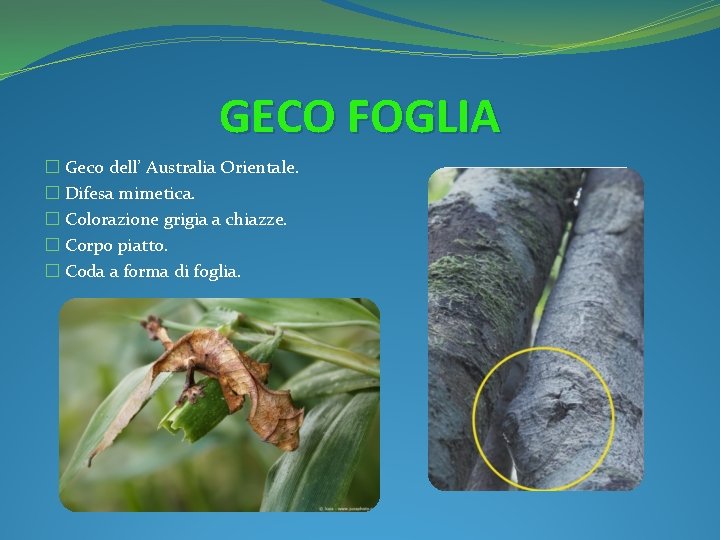 GECO FOGLIA � Geco dell’ Australia Orientale. � Difesa mimetica. � Colorazione grigia a