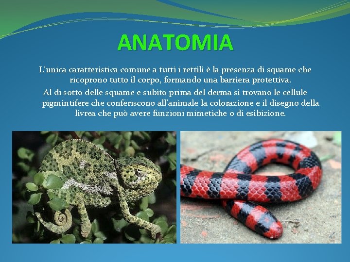 ANATOMIA L’unica caratteristica comune a tutti i rettili è la presenza di squame che