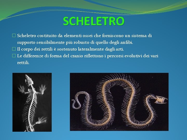 SCHELETRO � Scheletro costituito da elementi ossei che forniscono un sistema di supporto sensibilmente