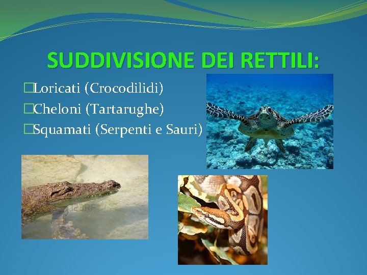 SUDDIVISIONE DEI RETTILI: �Loricati (Crocodilidi) �Cheloni (Tartarughe) �Squamati (Serpenti e Sauri) 