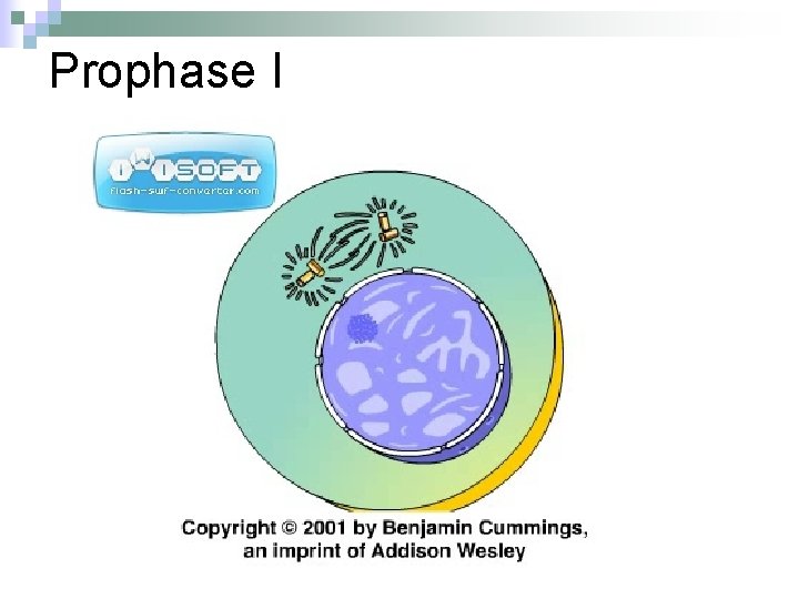 n Chapter 13 Meiosis and Sexual Life Cycles