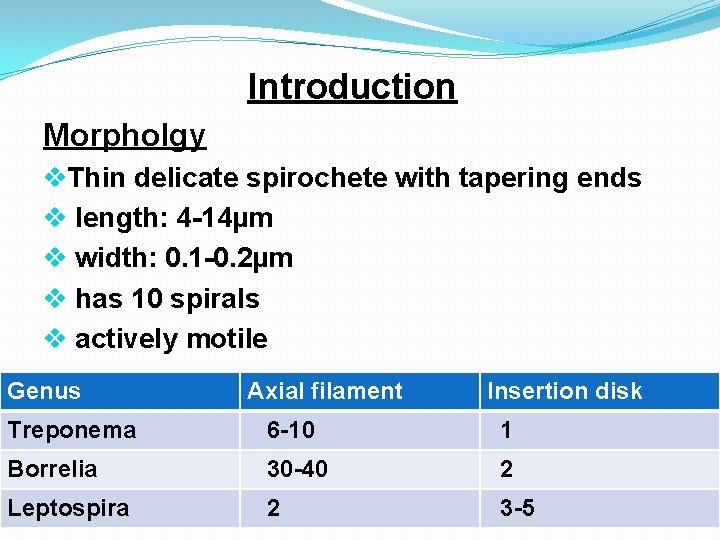 Introduction Morpholgy v. Thin delicate spirochete with tapering ends v length: 4 -14µm v