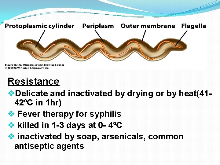 Resistance v. Delicate and inactivated by drying or by heat(4142ºC in 1 hr) v