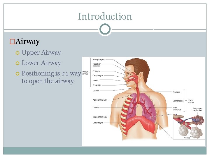 Introduction �Airway Upper Airway Lower Airway Positioning is #1 way to open the airway