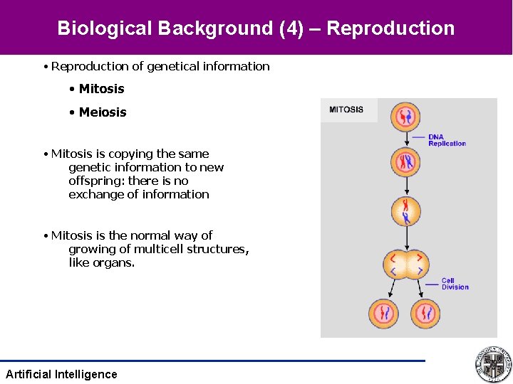 Biological Background (4) – Reproduction • Reproduction of genetical information • Mitosis • Meiosis